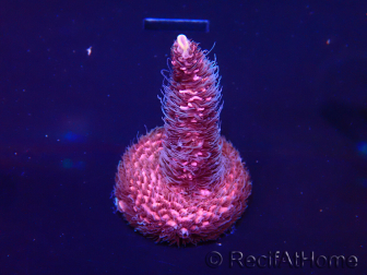 WYSIWYG Acropora millepora15O1 Mariculture Acclimaté led