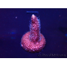 WYSIWYG Acropora millepora15O1 Mariculture Acclimaté led