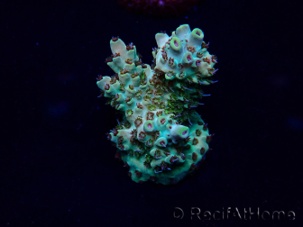 WYSIWYG Acropora 15O8 Mariculture Acclimaté led