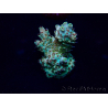 WYSIWYG Acropora 15O8 Mariculture Acclimaté led