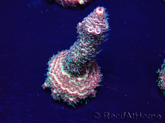 WYSIWYG Acropora Mariculture Acclimated LED
