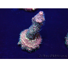 WYSIWYG Acropora millepora 15P3 Mariculture Acclimaté led