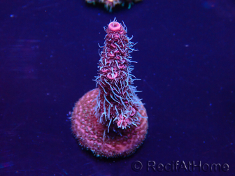 WYSIWYG Acropora Marikultur akklimatisiert LED