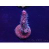 WYSIWYG Acropora Maricultura Aclimatado led