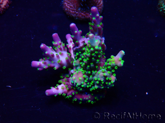 WYSIWYG Acropora 15P11 Mariculture acclimaté led