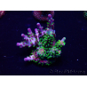 WYSIWYG Acropora 15P11 Mariculture acclimaté led