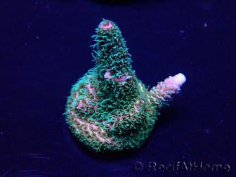 WYSIWYG Acropora Marikultur akklimatisiert LED