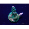 WYSIWYG Acropora Marikultur akklimatisiert LED