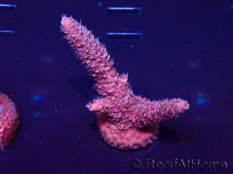 WYSIWYG Acropora 15Q8 Mariculture acclimaté led