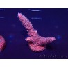WYSIWYG Acropora 15Q8 Mariculture acclimaté led