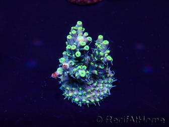 WYSIWYG Acropora Maricoltura acclimatata a LED