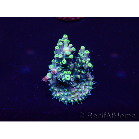 WYSIWYG Acropora Marikultur akklimatisiert LED