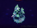 WYSIWYG Acropora Maricoltura acclimatata a LED