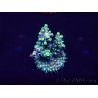 WYSIWYG Acropora 15Q9 Mariculture acclimaté led