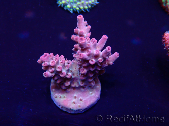 WYSIWYG Acropora granulosa 15Q10 Mariculture acclimaté led
