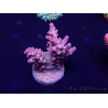 WYSIWYG Acropora granulosa 15Q10 Mariculture acclimaté led