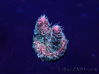WYSIWYG Acropora 15Q11 Mariculture acclimaté led