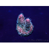 WYSIWYG Acropora 15Q11 Mariculture acclimaté led