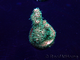 WYSIWYG Acropora Marikultur akklimatisiert LED
