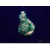WYSIWYG Acropora Marikultur akklimatisiert LED