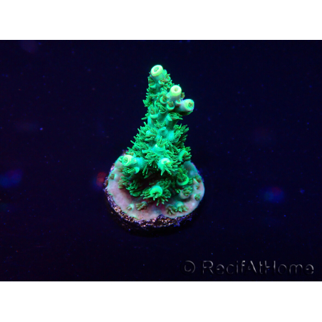 WYSIWYG Acropora Maricultura aclimatada LED