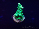 WYSIWYG Acropora Maricoltura acclimatata a LED