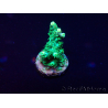 WYSIWYG Acropora 15R10 Mariculture acclimaté led