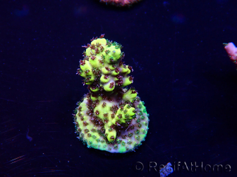 WYSIWYG Acropora Mariculture acclimated LED