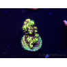 WYSIWYG Acropora Mariculture acclimated LED