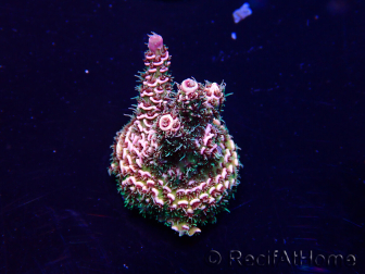 WYSIWYG Acropora 15U4 Mariculture acclimaté led