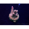 WYSIWYG Acropora Mariculture acclimated LED