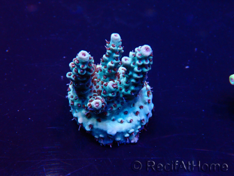 WYSIWYG Acropora 15U9 Mariculture acclimaté led