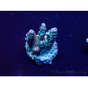 WYSIWYG Acropora 15U9 Mariculture acclimaté led