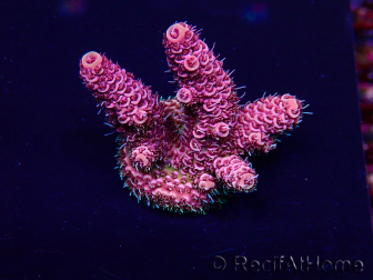 WYSIWYG Acropora Maricultura aclimatada LED