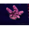 WYSIWYG Acropora Maricultura aclimatada LED