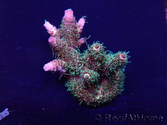 WYSIWYG Acropora Marikultur akklimatisiert LED