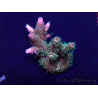 WYSIWYG Acropora 15W5 Mariculture acclimaté led