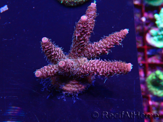 WYSIWYG Acropora Maricultuur geacclimatiseerd LED