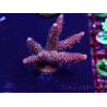 WYSIWYG Acropora Maricultura aclimatada LED