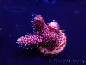 WYSIWYG Acropora 15W7 Mariculture acclimaté led