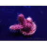 WYSIWYG Acropora 15W7 Mariculture acclimaté led