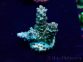 WYSIWYG Acropora Maricultura aclimatada LED