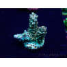 WYSIWYG Acropora 15W10 Mariculture acclimaté led