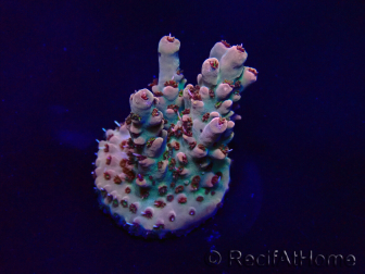 WYSIWYG Acropora 15A1 Mariculture acclimaté led