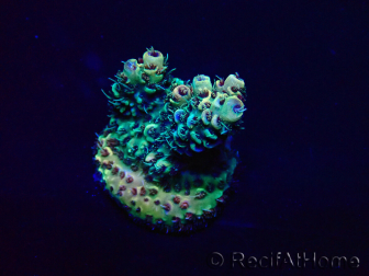 WYSIWYG Acropora 15A5 Mariculture acclimaté led