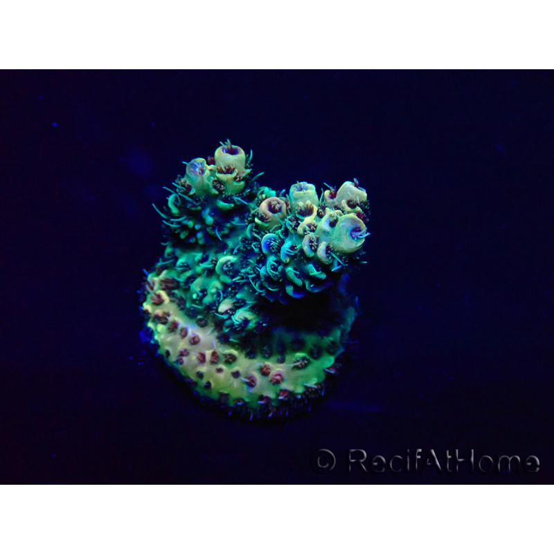 WYSIWYG Acropora acclimaté led
