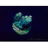 WYSIWYG Acropora Marikultur akklimatisiert LED