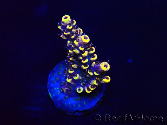 WYSIWYG Acropora Mariculture acclimated LED