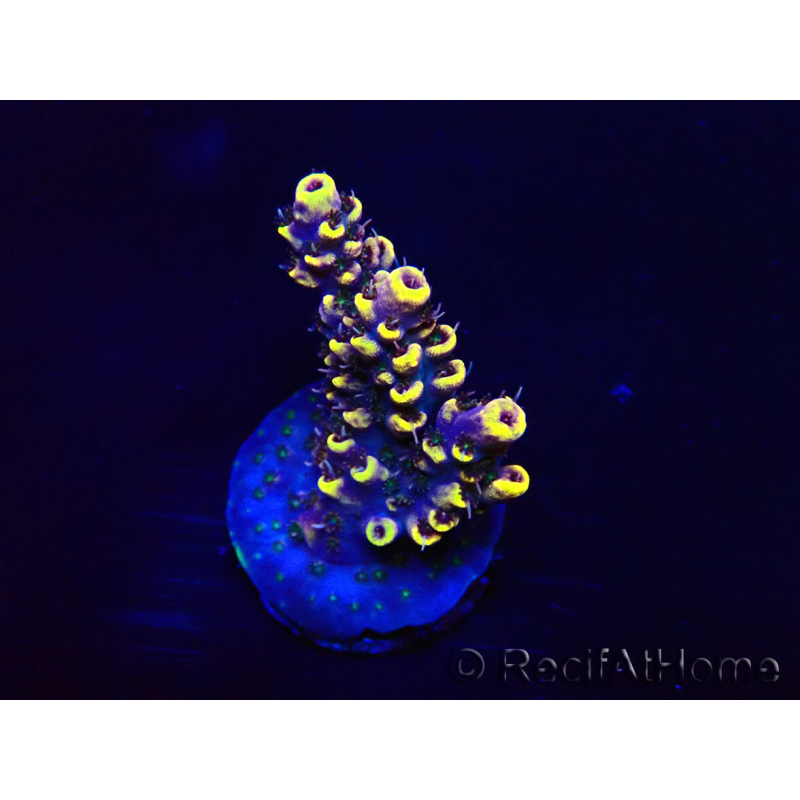 WYSIWYG Acropora Mariculture acclimated LED