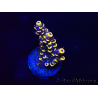 WYSIWYG Acropora Mariculture acclimated LED